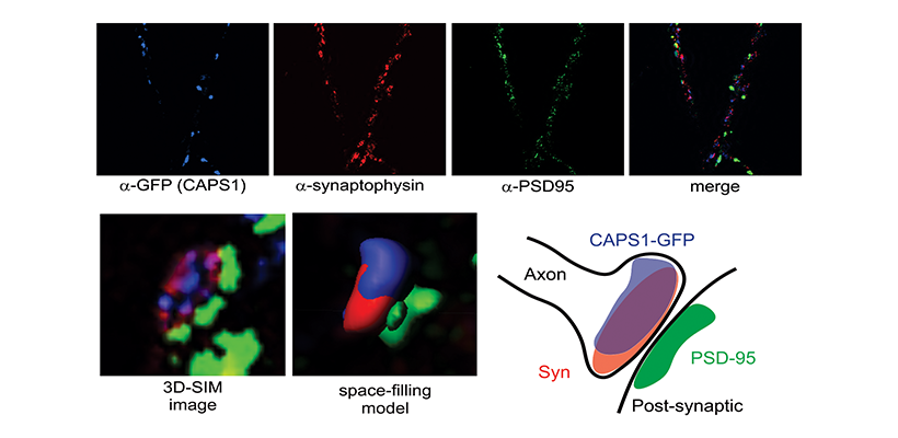 Three-dimensional structured illumination microscopy (3D-SIM) of CAPS1 in transfected neurons