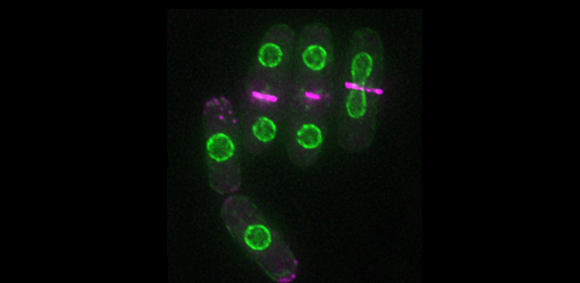 Vanderbilt University