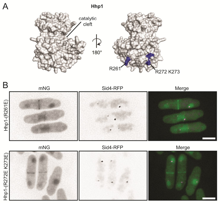 Screen Shot 2018-05-10 at 5.26.57 PM.png