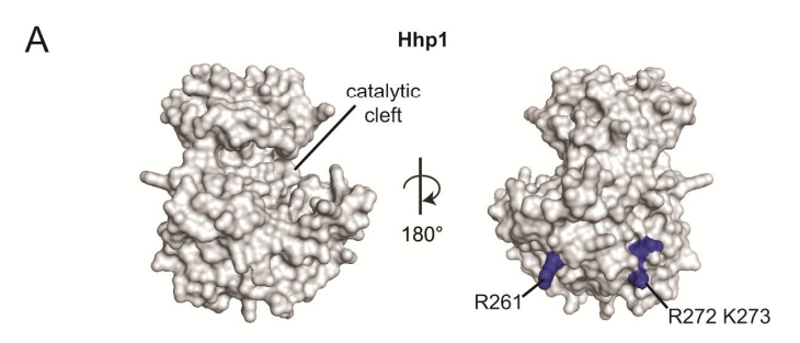 Vanderbilt University