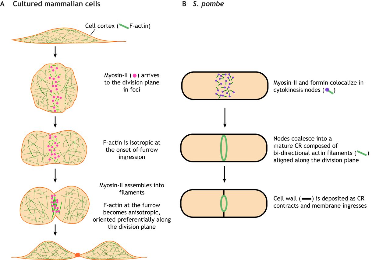 Vanderbilt University