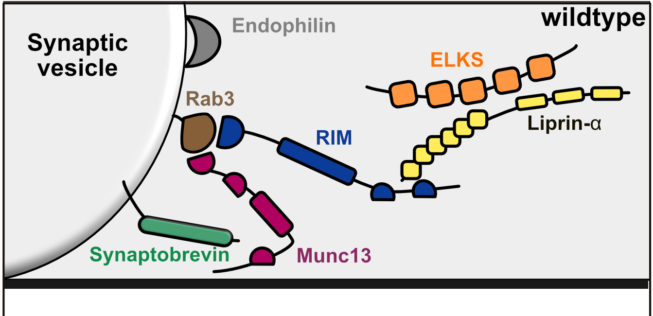 Vanderbilt University
