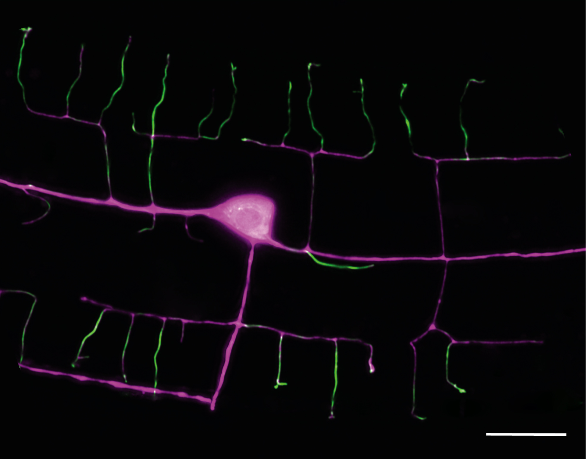 Vanderbilt University