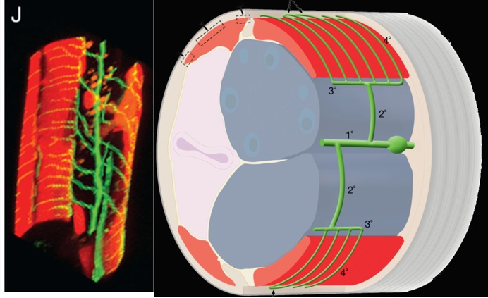 Dendritic Morphogenesis