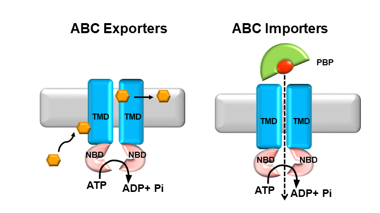 ABC transporters use the energy of ATP to import essential nutrients or efflux cytotoxic molecules.