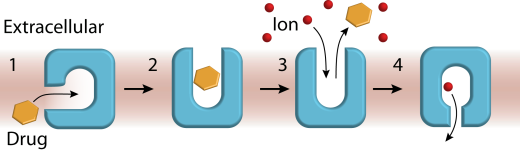 Schematic of how ion-coupled MDR transporters extrude cytotoxic molecules.