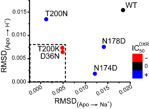 Correlation of conformational changes with activity exposes the role of conserved residues in regulating the transport cycle.