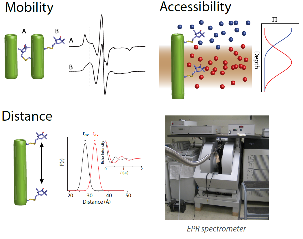 double electron electron resonance (DEER) spectroscopy
