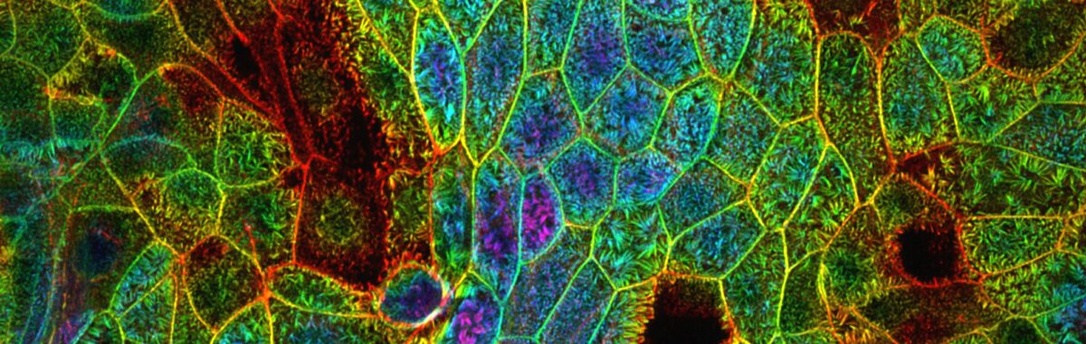 Multicolor confocal imaging of an epithelial monolayer