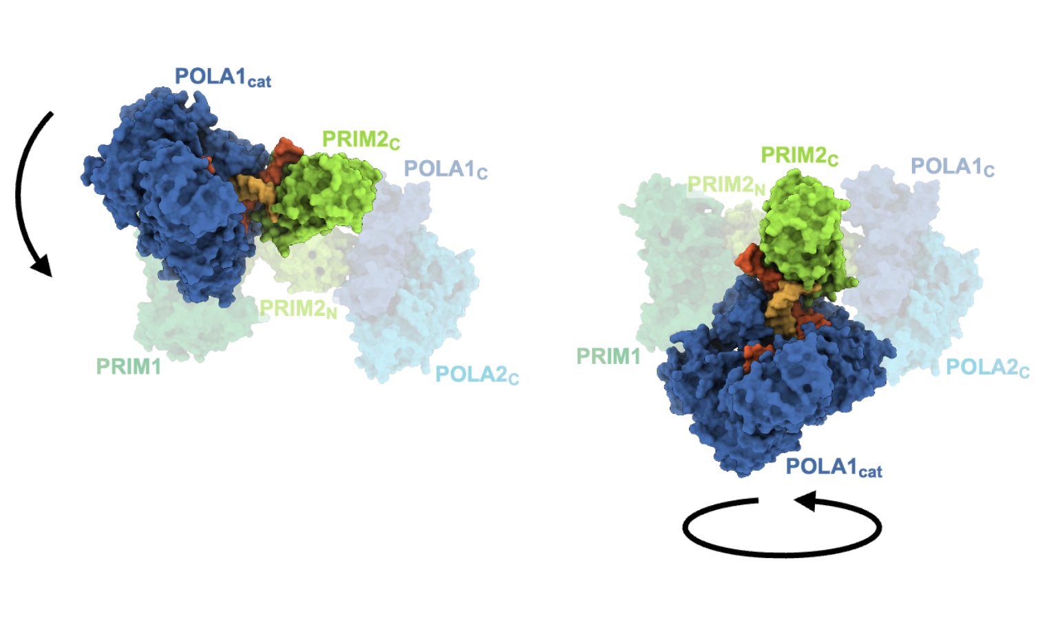 Cryo-EM structures of pol α–primase reveal a remarkable range of motion between two sub-complexes.