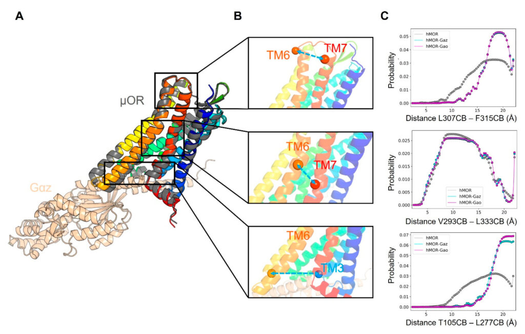 Structure of the human μ-opioid receptor (μOR) predicted in the absence or presence of human Gαz. A ribbon protein structure is on the left, and panels on the right show zoomed in views of three regions. Three more graphs on the right show some probability graphs.