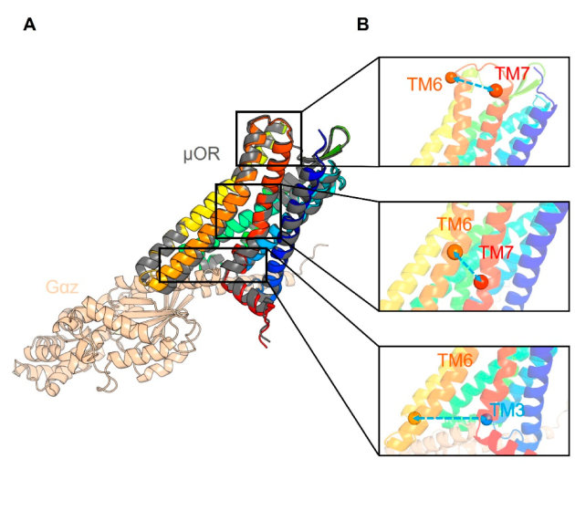 Structure of the human μ-opioid receptor (μOR) predicted in the absence or presence of human Gαz. A ribbon protein structure is on the left, and panels on the right show zoomed in views of three regions. Three more graphs on the right show some probability graphs.