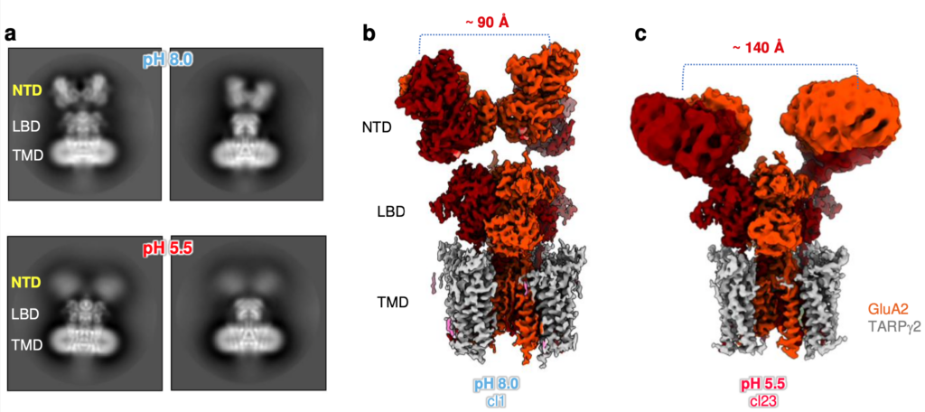 Three panels of a figure labeled a (left), b (center), and c. Each image or representation of a receptor is labeled NTD at the top, LBD (ligand binding domain) in the middle, and TMD (transmembrane domain) at the bottom. Panel a is a 2 x 2 grid showing cryo-EM structures of the AMPAR. The top 2 images are at pH 8.0 and the bottom are at pH 5.5. The receptor shows the NTD at the top, and both halves are further apart from each other at the lower pH. Panels b and c show a protein structure in red, orange, and gray that mimic the receptors shown in the cryo-EM images: the NTD has two ball-shaped halves that are ~90 Å apart at the higher pH and at ~140 Å at the lower pH.