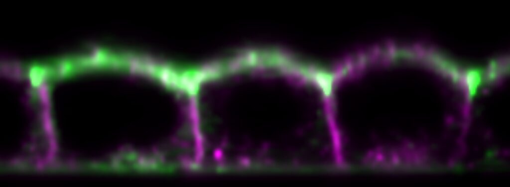 Microscopy image showing three adjacent cells that look like domed boxes sitting next to each other. The domed tops are bright green and the sides are bright magenta.