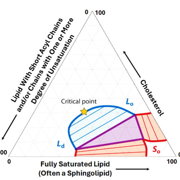 An idealized phase diagram for a hydrated, three-component lipid mixture near 37 ˚C. The diagram looks like an equilateral triangle in which each side is an axis labeled "Lipid with short acyl chains and/or chains with one or more degree of unsaturation," "cholesterol," and "fully saturated lipid (often a sphingolipid." Shading in purple, blue, and red illustrate the relationships between the Ld, the Lo, the So, and the critical point.