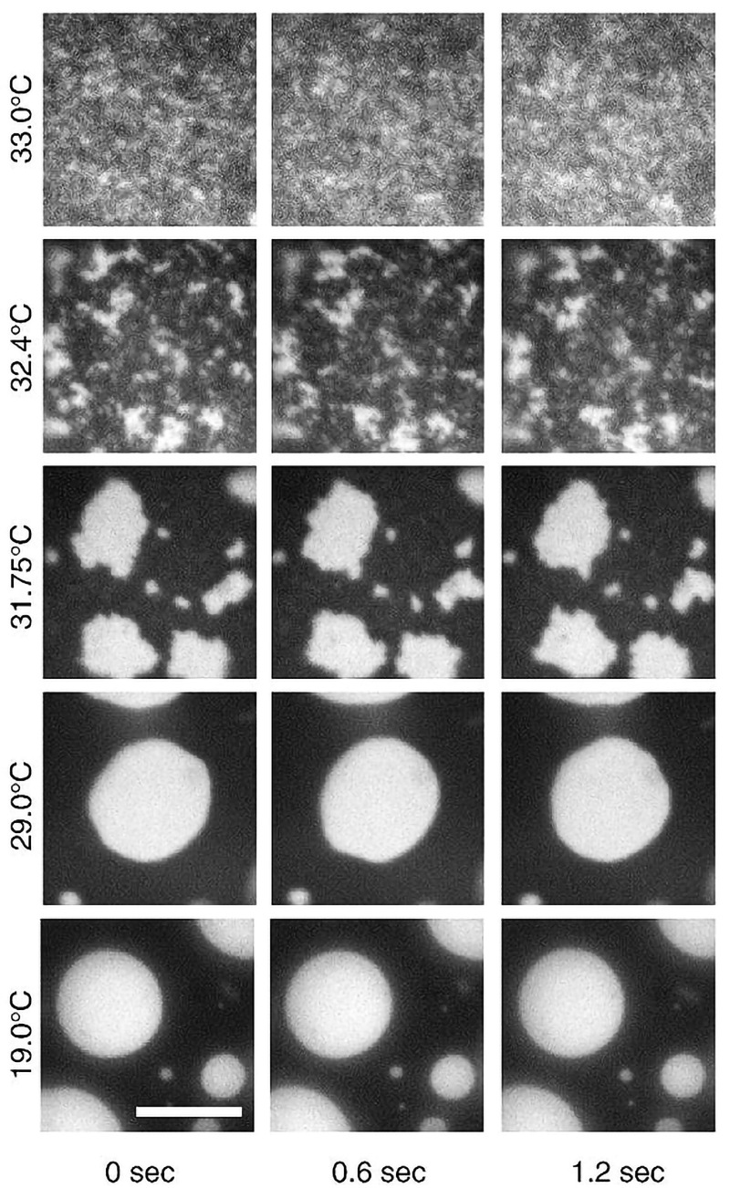 A 3-by-5 grid of microscopy images. The columns are labeled 0 sec, 0.6 sec, and 1.2 sec and the rows are labeled 19.0˚C, 29.0˚C, 31.75˚C, 32.4˚C, and 33.0˚C. At the lowest temperature there readily defined, circular white blobs on a white background. As the temperature risesk the blobs become more irregular, smaller, and eventually just dissolve into tiny spots.