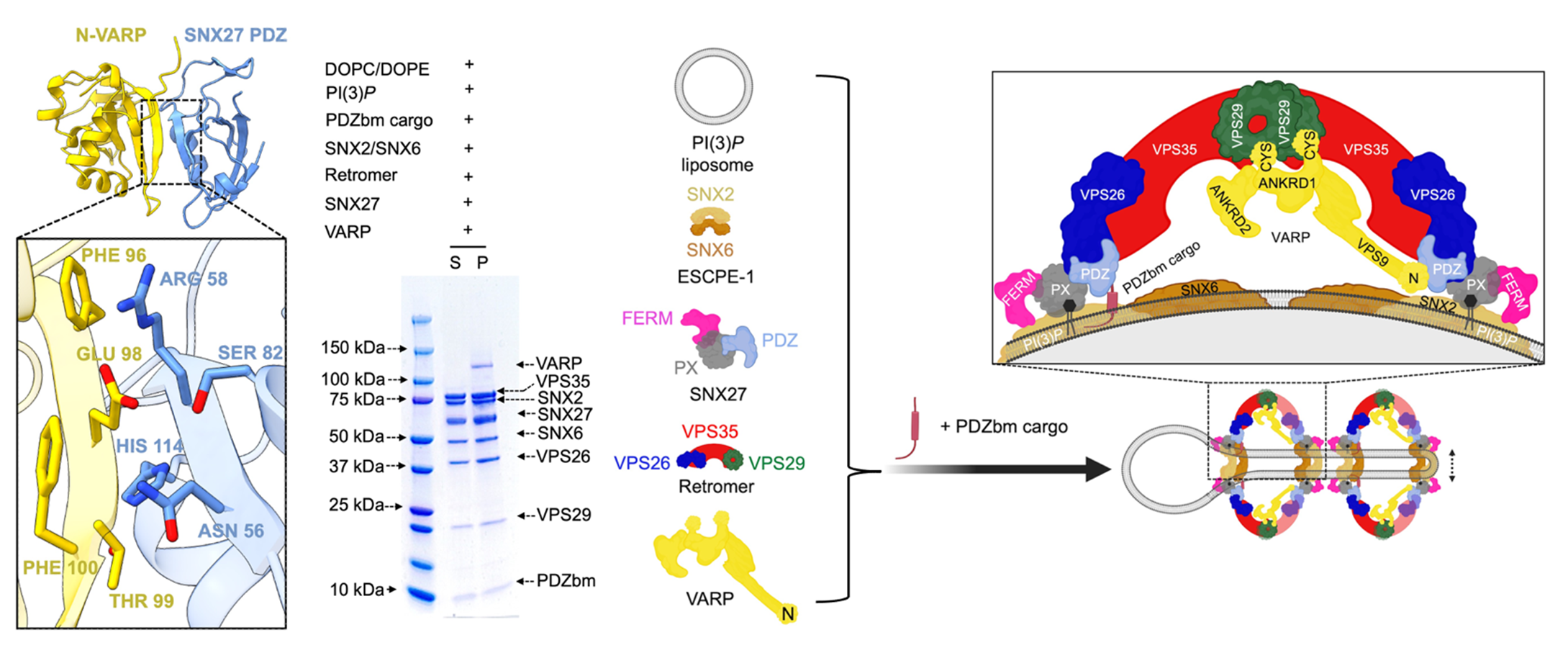 Left: protein structures showing the interaction of N-VARP (yellow) and SNX27 PDZ (blue). Middle: SDS-PAGE gel showing the reconstitution of all supercomplex constituents on the membrane. VARP, VPS25, SNX2, SNX27, SNX6, VPS26, VPS29, and PDZbm are all identified on the gel. Right: diagram showing how PI(3)P liposome, ESCPE-1, SNX27, Retromer, and VARP fit together on membranes enriched with PI(3)P in the presence of cargo enriched with PDZ binding motif.