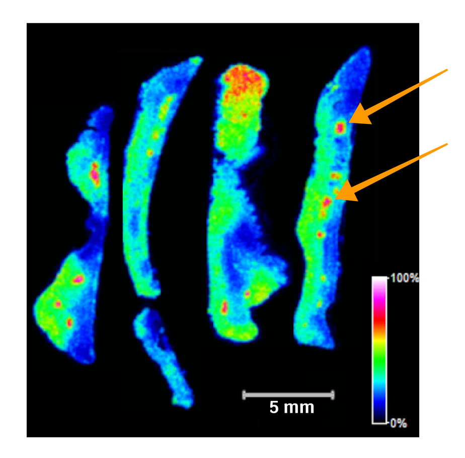 A microscopy image showing four rib-shaped slices next to each other and colored primarily in blue and green, with a handful of red spots/speckles mostly in the tips. There is a color scale on the right, indicating that the cooler colors are closer to 0% and the warmer colors are closer to 100%, and the percentages represent the relative location of a peptide of interest. Two orange arrows point to two red spots on the right-most “rib.” A 5-mm scale bar is at the bottom.