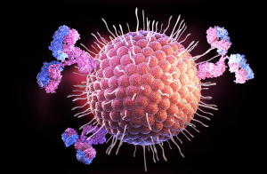 Herpes virus and antibodies. (Adobe Stock images, by Tatiana Shepeleva) 