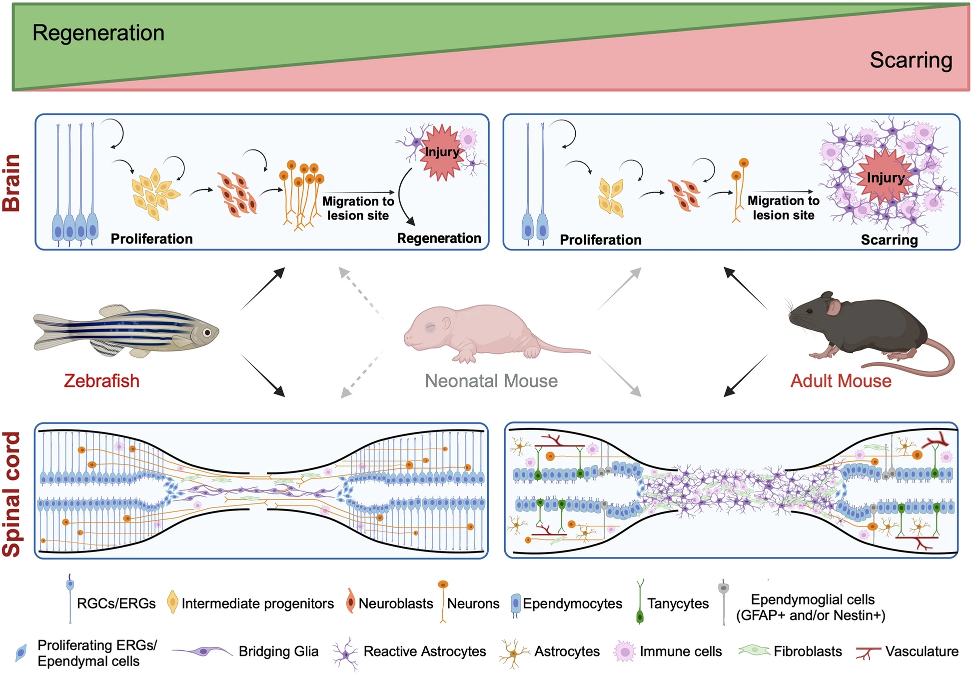A complex figure roughly broken into five horizontal layers. The top layer shows two concentration arrows indicating regeneration (high concentration on the left) and scarring (high concentration on the right). The middle three layers go together: layer 2 shows two boxes indicating the body’s response to brain injury during regeneration (left) and scarring (right); layer 3 shows a zebrafish on the left, a neonatal mouse in the middle, and an adult mouse on the right, all with arrows pointing to their respective regeneration/scarring boxes as appropriate; layer 4 is similar to layer 2, but it focuses on spinal cord injuries. The bottom layer is a key that explains what each cell type and component is in the boxes in layers 2 and 4 (components mentioned: RGCs/ERGs, intermediate progenitors, neuroblasts, neurons, ependymocytes, tanycytes, ependymoglial cells (GFAP+ and/or Nestin+), proliferating ERGs/ependymal cells, bridging glia, reactive astrocytes, astrocytes, immune cells, fibroblasts, and vasculature).