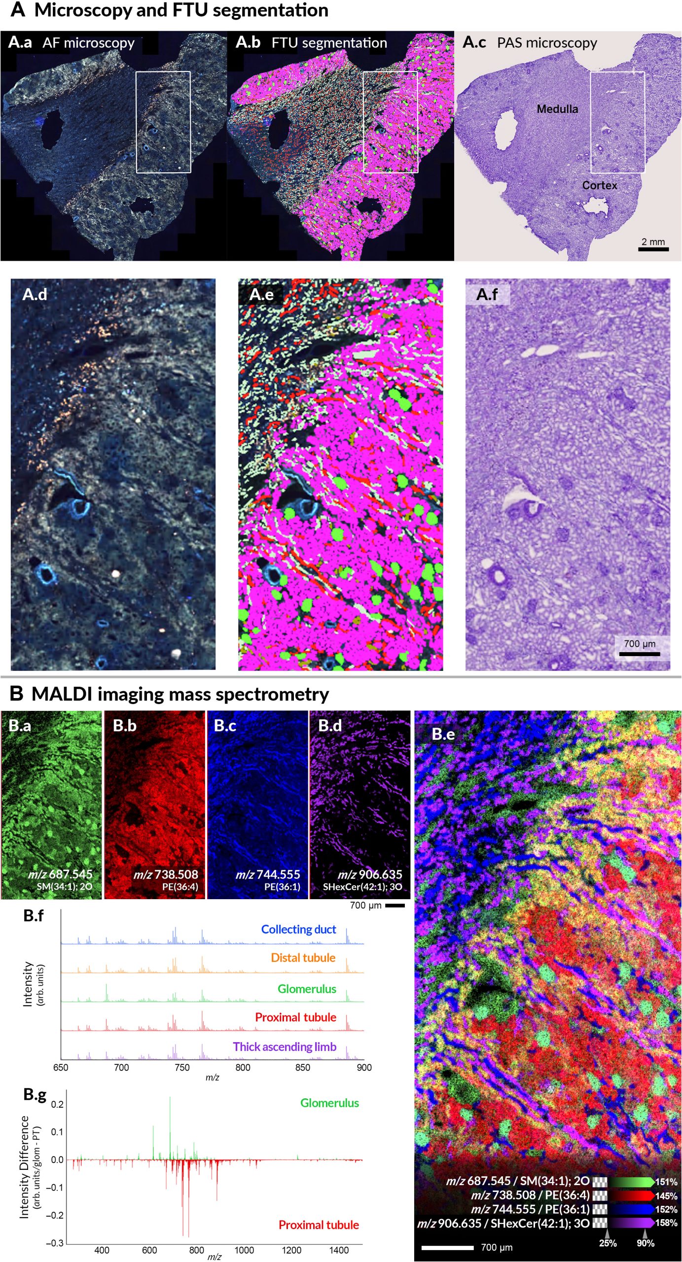 Whole slide microscopy images