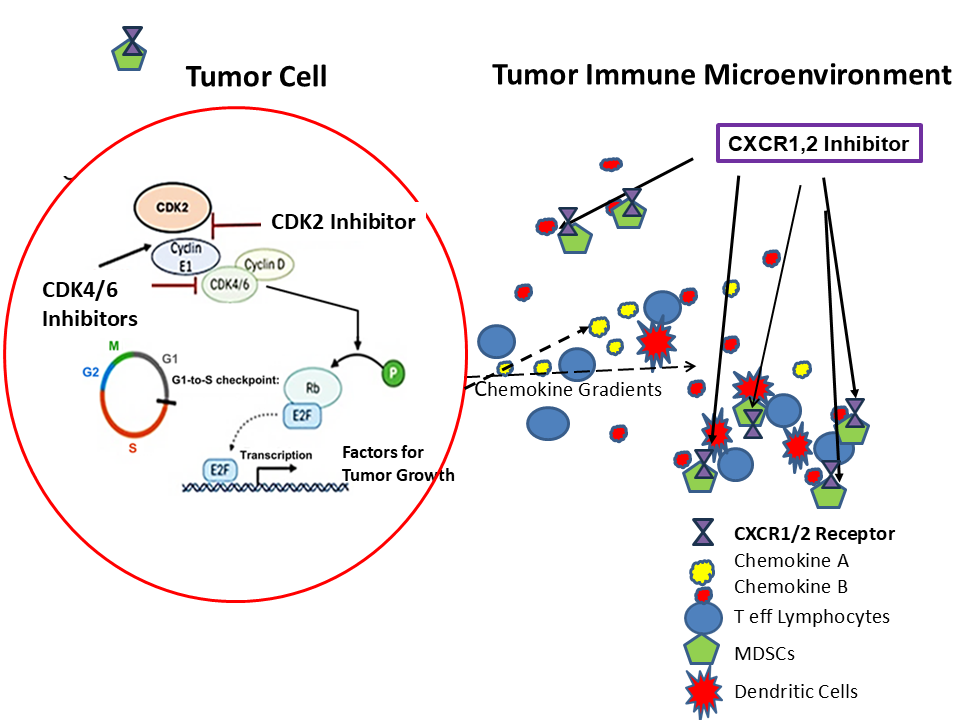 Approximately 40% of melanoma tumors exhibit loss/mutation of CDKN2A, leading to uncontrolled activation of CDK4/6. Inhibiting CDK4/6 kinase activity alone often results in CDK2 activity driving tumor cell cycle. By inhibiting both CDK4/6 and CDK2, cell cycle regulation can be restored in tumors that express RB. Moreover, melanoma tumors make a lot of CXC chemokines that recruit MDSCs to the tumor to suppress the anti-tumor immunity of T effector lymphocytes. We show that blocking CDK4/6 and CDK2 enhances recruitment of T cells into the tumor, but MDSCs suppress T cell activity. Addition of CXCR1,2 agonist will block MDSC recruitment and enhance anti-tumor immunity.