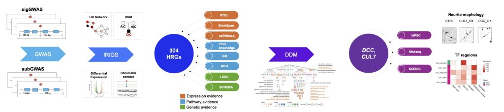 Multi-part figure arranged as a flow chart going from left to right with arrows and circles indicating the particular steps. The first step is GWAS (indicated by a light blue arrow) and is accompanied by two mini graphics labeled sigGWAS (top) and subGWAS (bottom). The next step (indicated by a darker blue arrow) is "IRIGS" and shows four mini graphics that say GO Network, DNM, Differential Expression, and Chromatin contact. The next step is a dark blue circle that says "304 HRGs" and has labels coming off of it. The labels are individually named but are color coded: orange is expression evidence, blue is pathway evidence, and green is genetic evidence. The next step, labeled by a purple arrow and "DDM", shows a directed acyclic graph. The last step, indicated by a purple circle called "DCC, CUL7," has three labels coming off it (hiPSC, RNAseq, and SCENIC) and is followed by two mini graphics called "Neurite mophology" and "TF regulons."