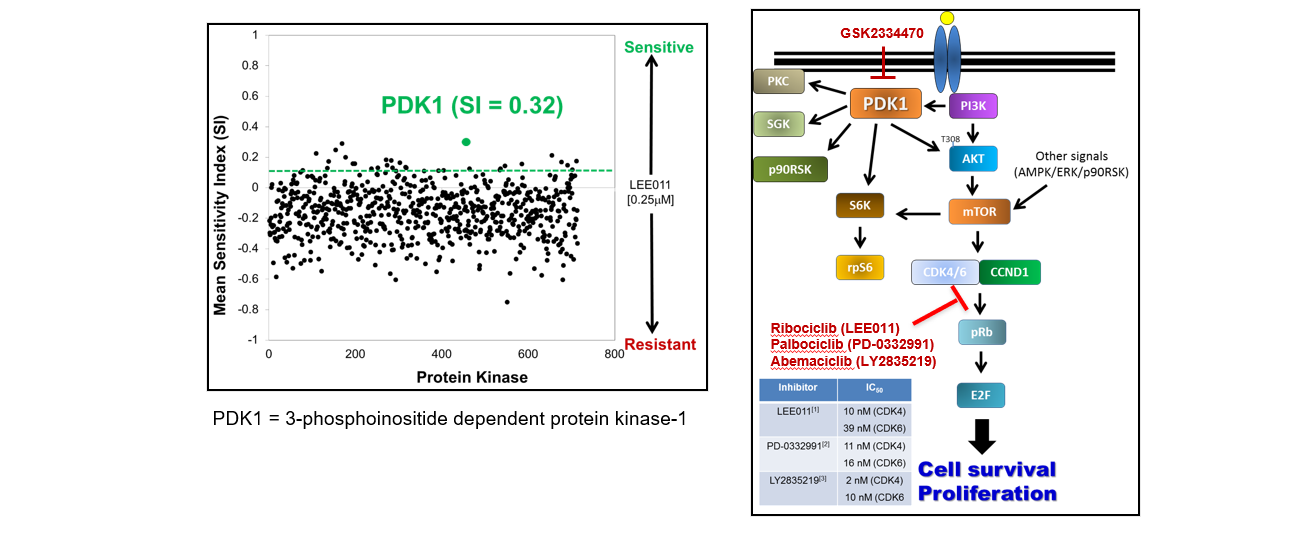 Kinase screen identifies PDK1, a druggable target, as a determinant of sensitivity to CDK4/6 inhibition