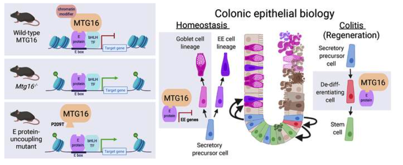 Vanderbilt University