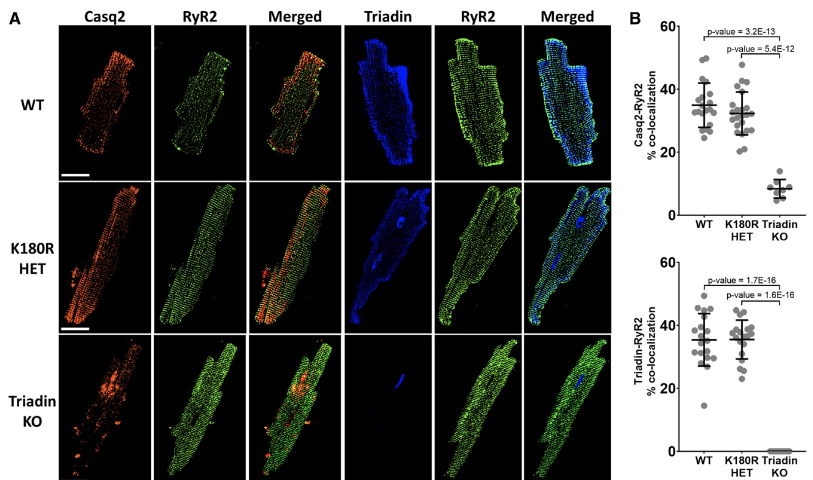 Vanderbilt University