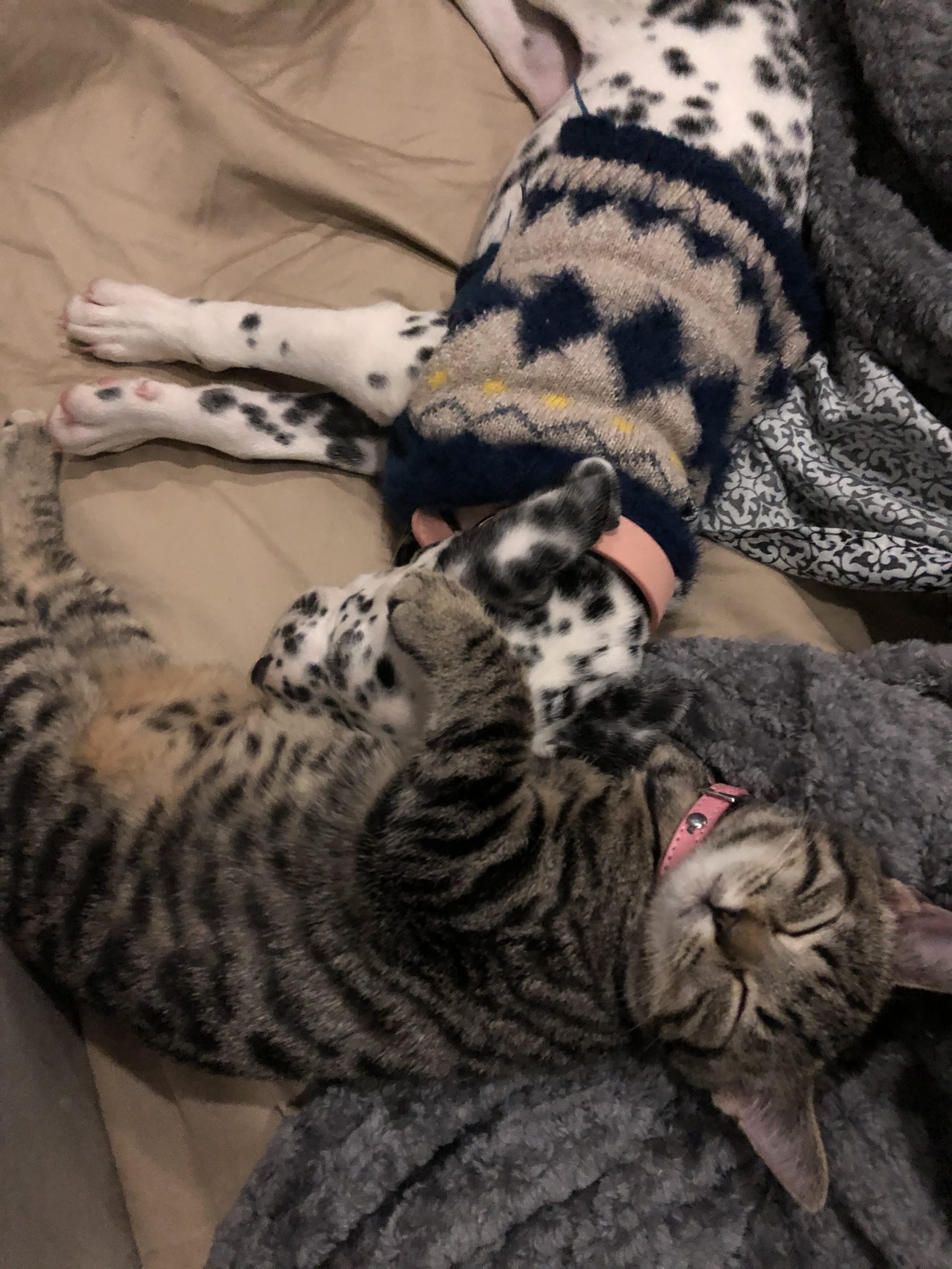 Vanderbilt University