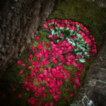 Grave with red roses