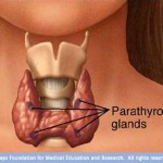 pthyroid