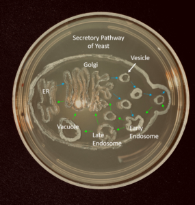 MicrosoftTeams-image (1)