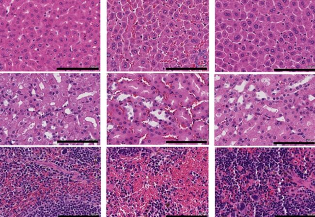 Jackson_Duvall_Biomaterials_2021