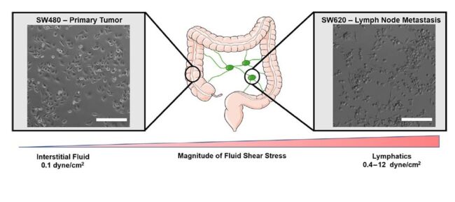 Greenlee_Molecules_2022