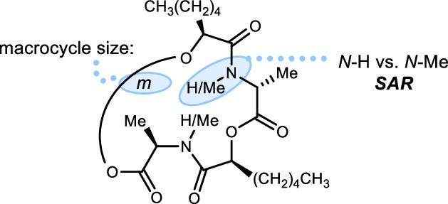 images_large_ml2c00377_0011