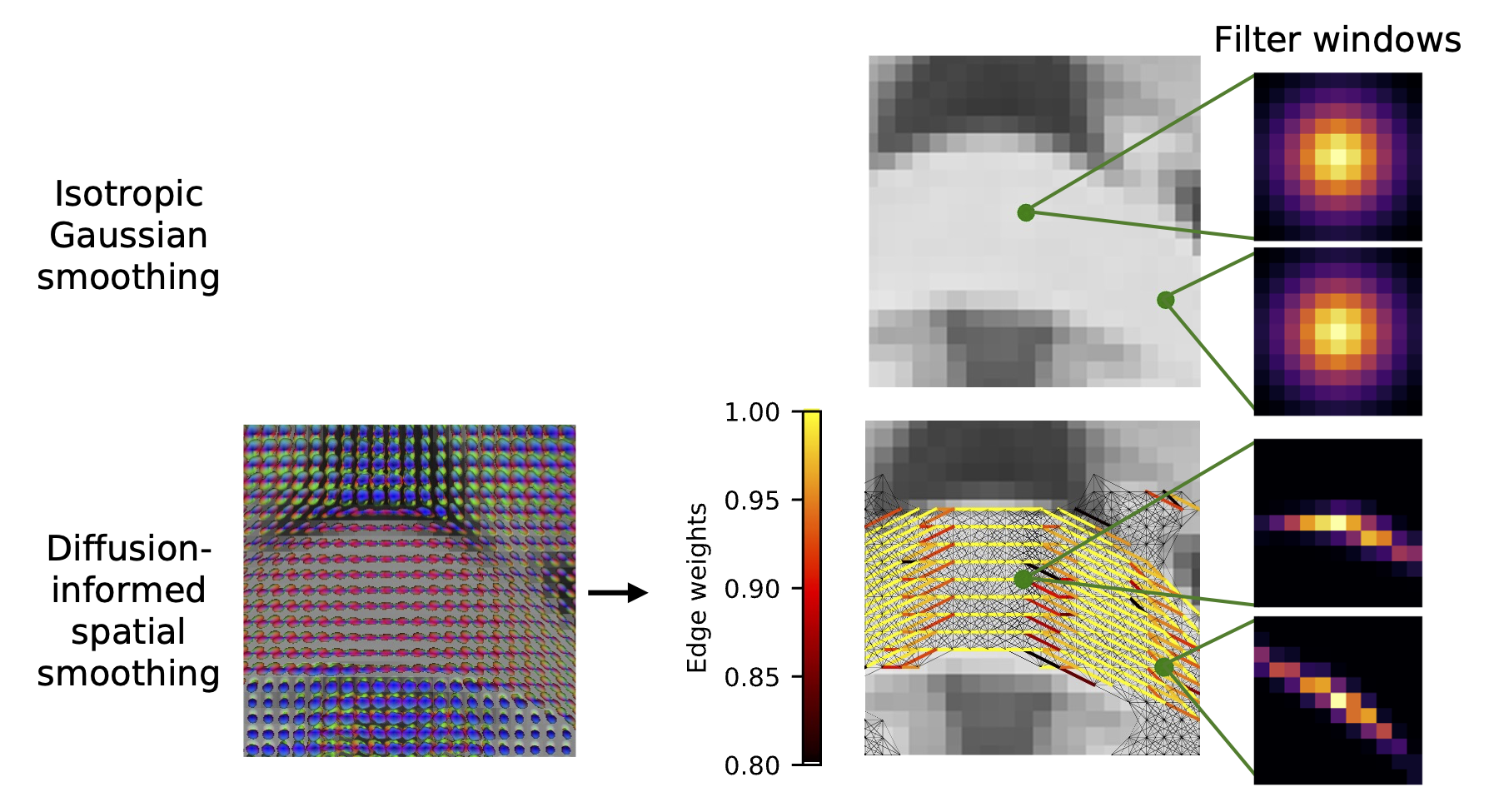 Two image filters. One says isotropic Gaussian smoothing. The second says diffusion-informed spatial smoothing and shows a spatially varying filter.
