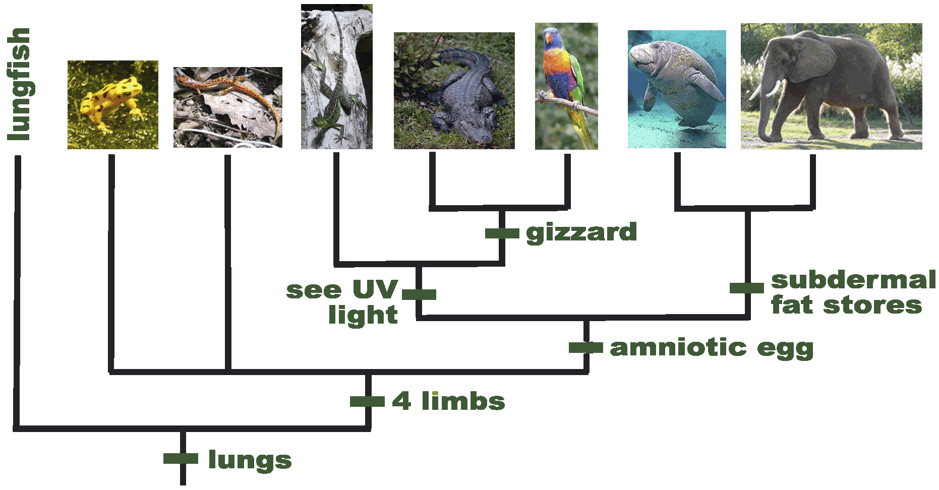 vertebrate_clado2010