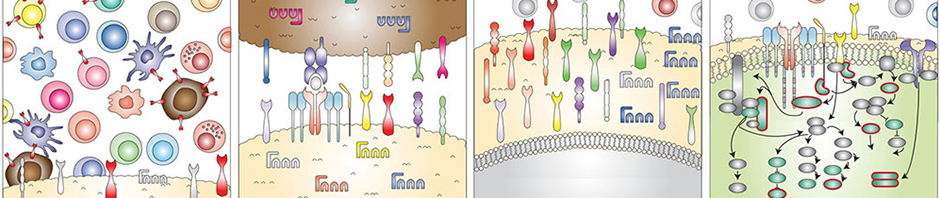 Cancer & Immunology Core (CIC)