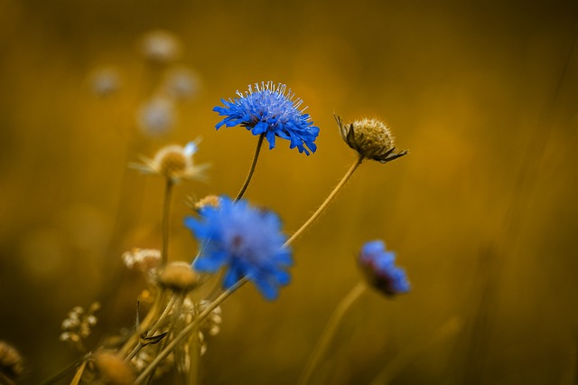 flower-1581753_640