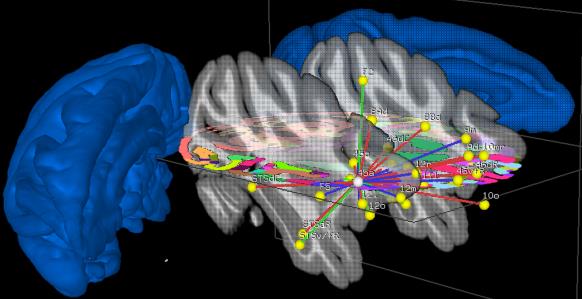 Monkey Connectome_TALK_DC 2018[1]