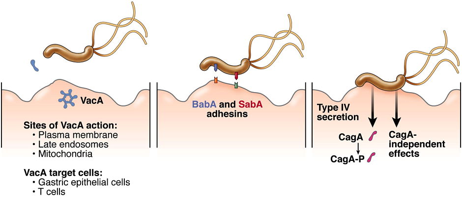 abx_opt