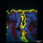 LacyLab_ChrisPG_SDC_071621_MAX_BL022221_22_NHE3-488_Actin-647_DAPI-405_100x_Prox_1