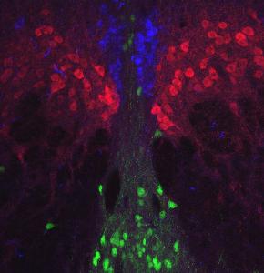 pic5AGeGFPTH8rotated