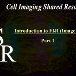 Background_Mitosis_Title_Card