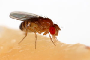 Fruit fly eating on a banana By Sanjay Acharya - Own work, CC BY-SA 4.0, https://commons.wikimedia.org/w/index.php?curid=63862733