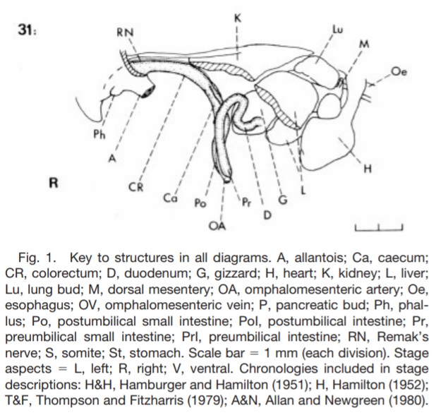 Fig 3. Southwell 2006. HH Staging 31 of Embryonic Chick