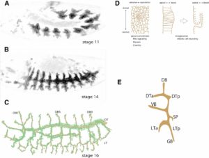 Drosophila Tracheal System Development (Hayashi and Kondo)