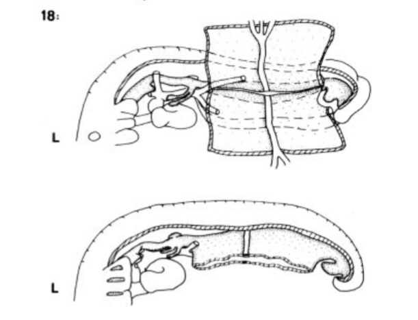 Fig. 2 Southwell 2006. Intestine and embryo outline from stage 18.